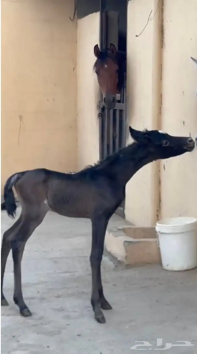 خيل عربيه 0