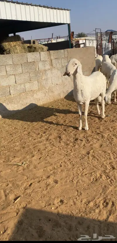 نجران index