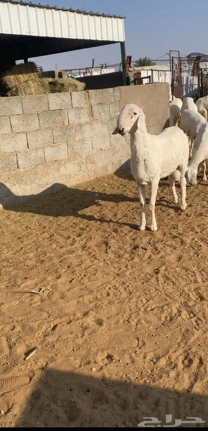 نجران 3