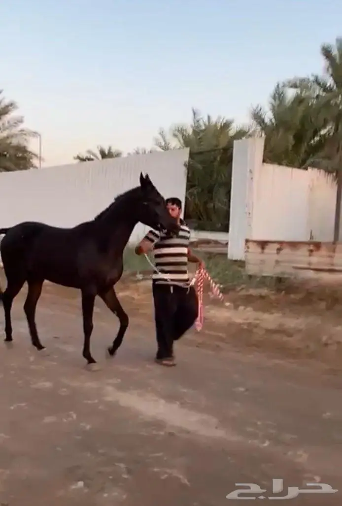 حصان 4