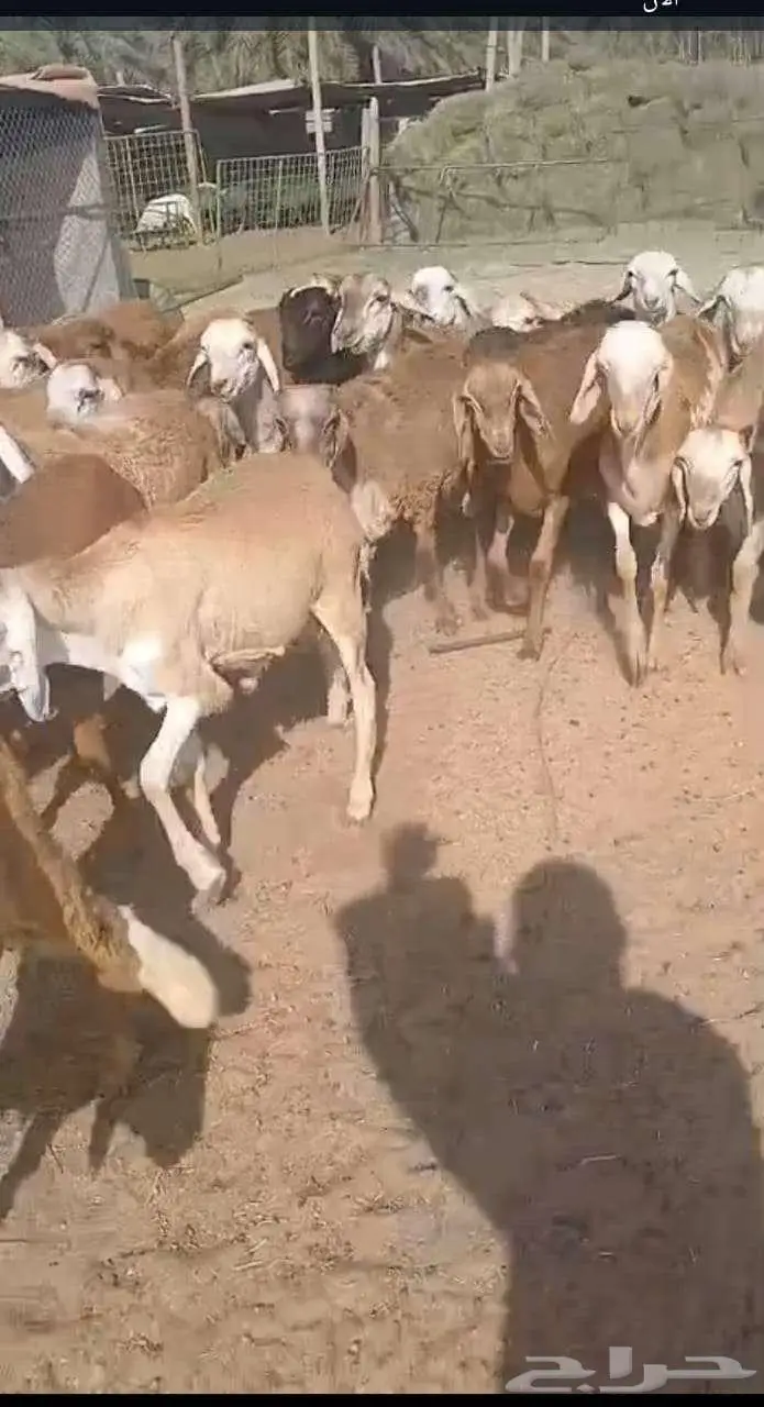 سواكن حمريه 43راس 1