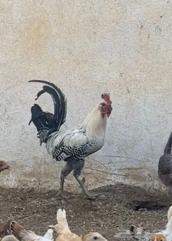 دجاج 3