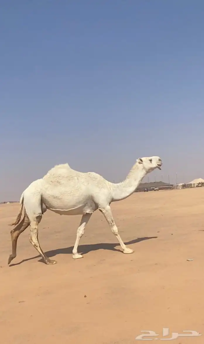 عشرا حدره قعود كفووو 0