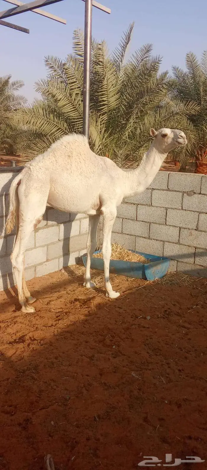 حاشي فاخر جدا 0