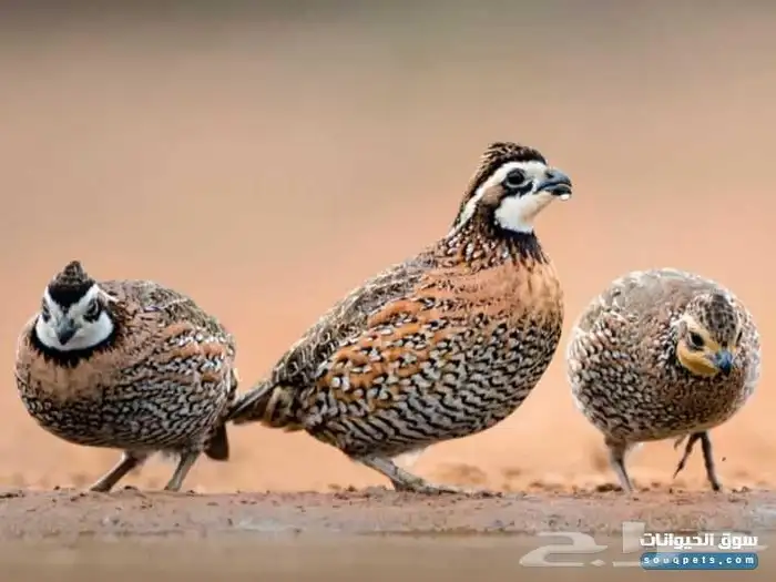 سمان بوب وايت 0