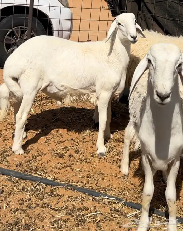 ذبايح طيبه واسعار مناسبه 1