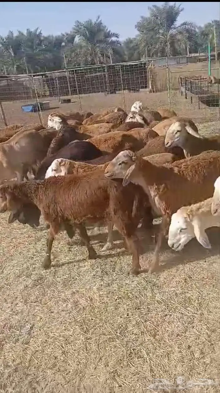 سواكن حمريه 43راس 0