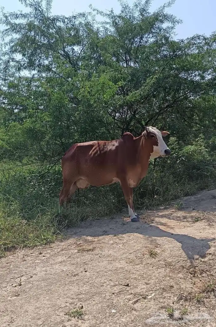 بقرتين و عيالها بلدي 0