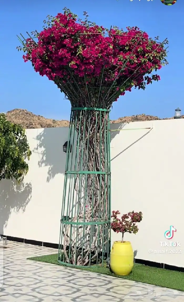 مشتل ابو ياسمين 8