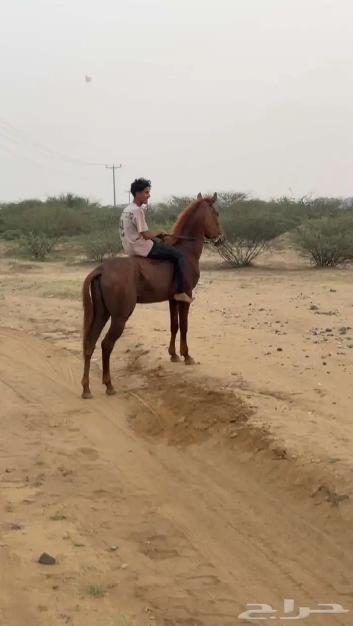خيل شعبي 0