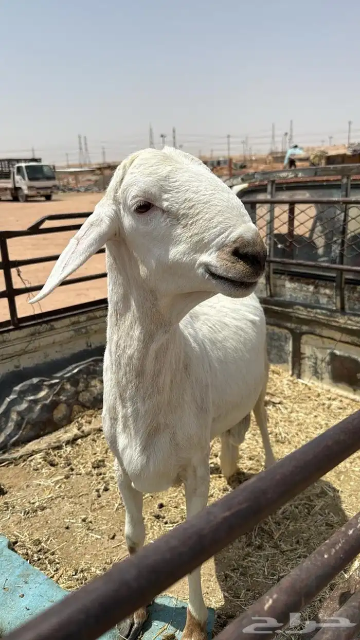 سواكني مرابي 6 اشهر 2
