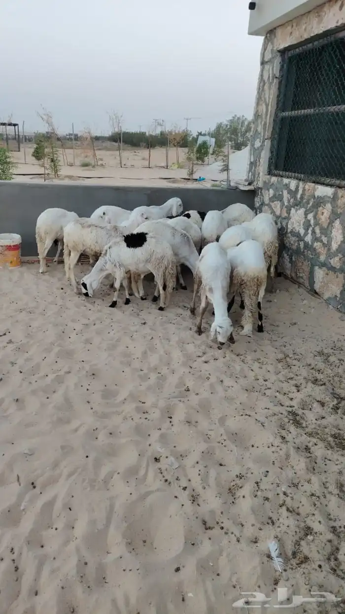 سواكني مرابي 6 اشهر 0