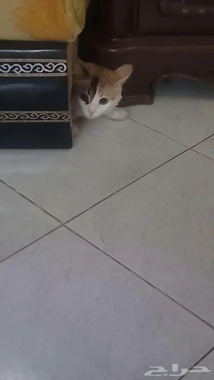 دروس خصوصية 0