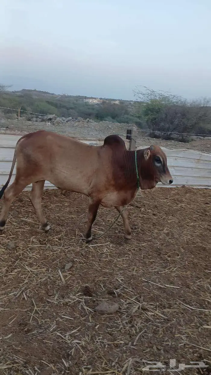 عجول حسلان حسيل 0