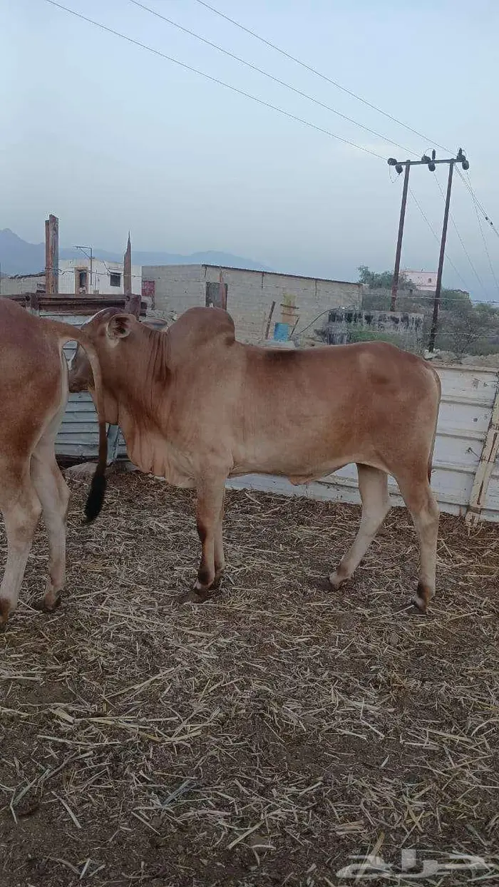 عجول حسلان حسيل 2