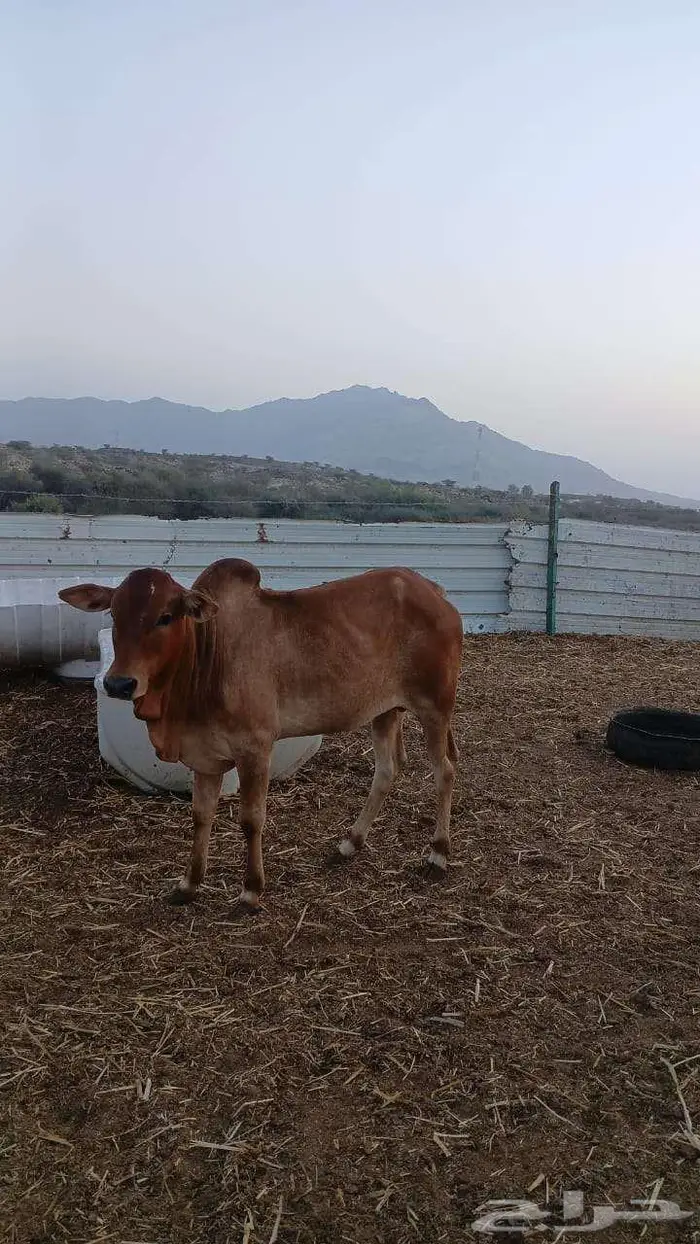 عجول حسلان حسيل 4