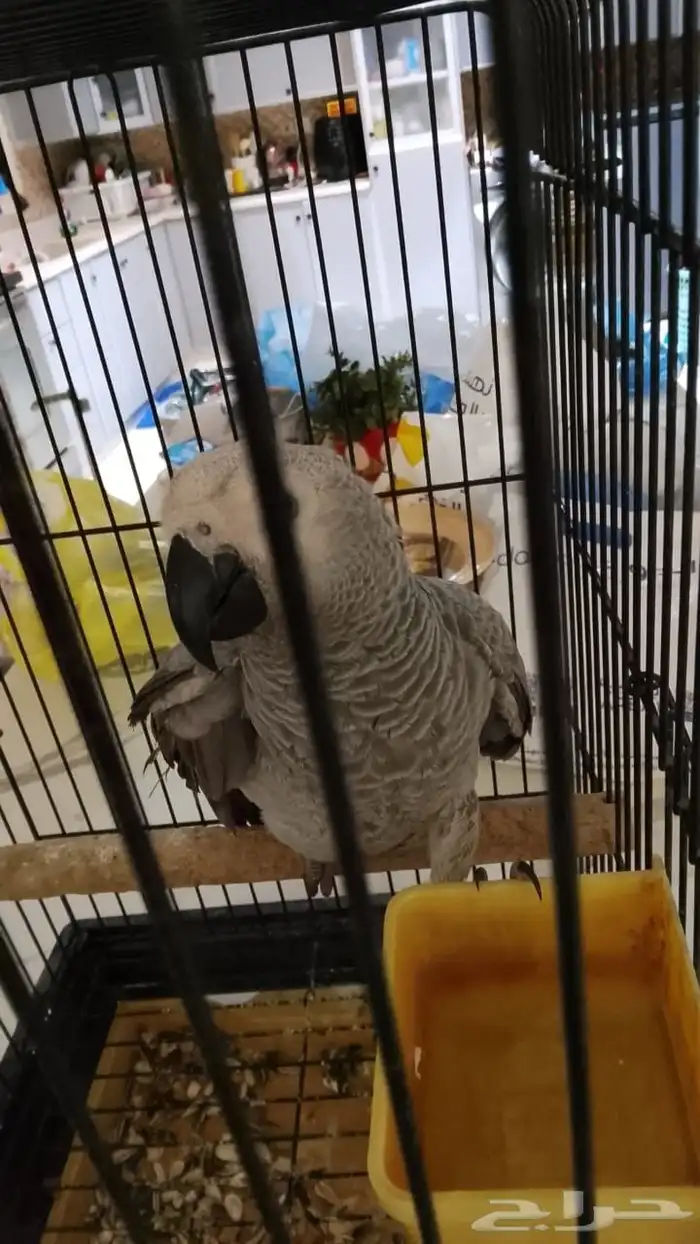 ببغاء كاسكو افريقي للبيع 2