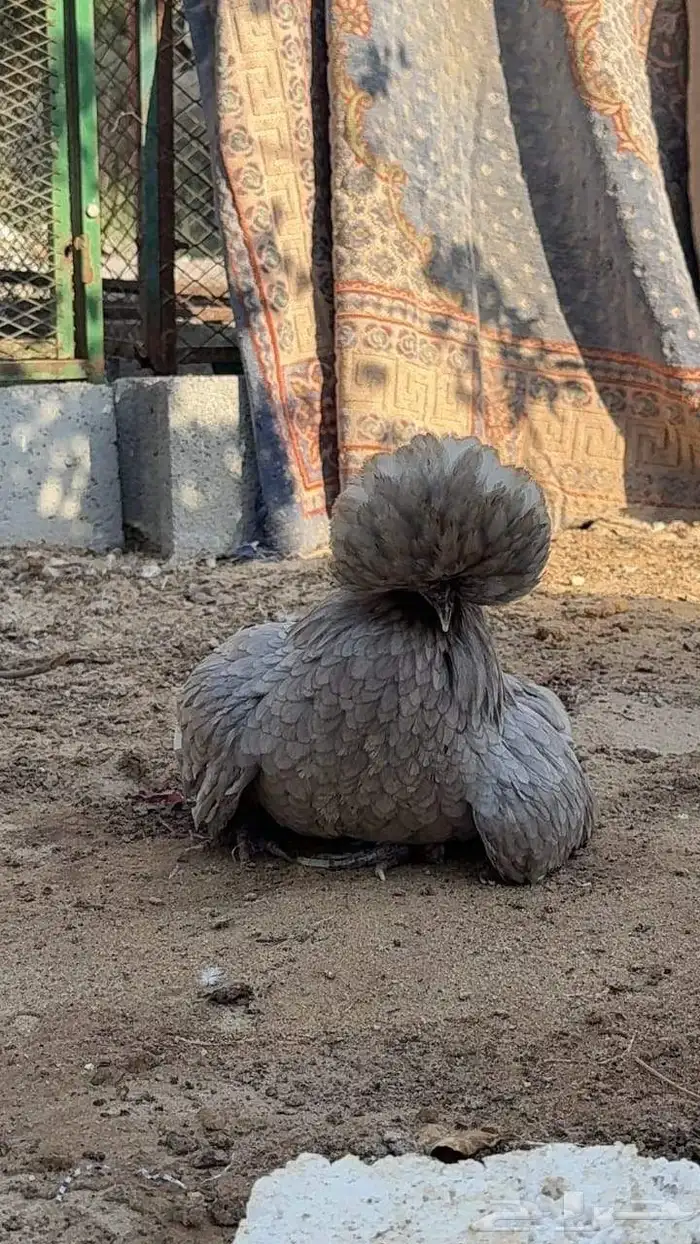 القطيف العواميه 5