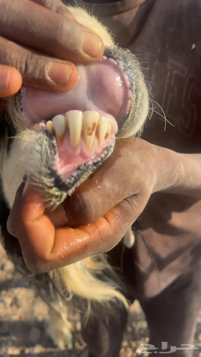 للبيع خروف فحل نجدي 0