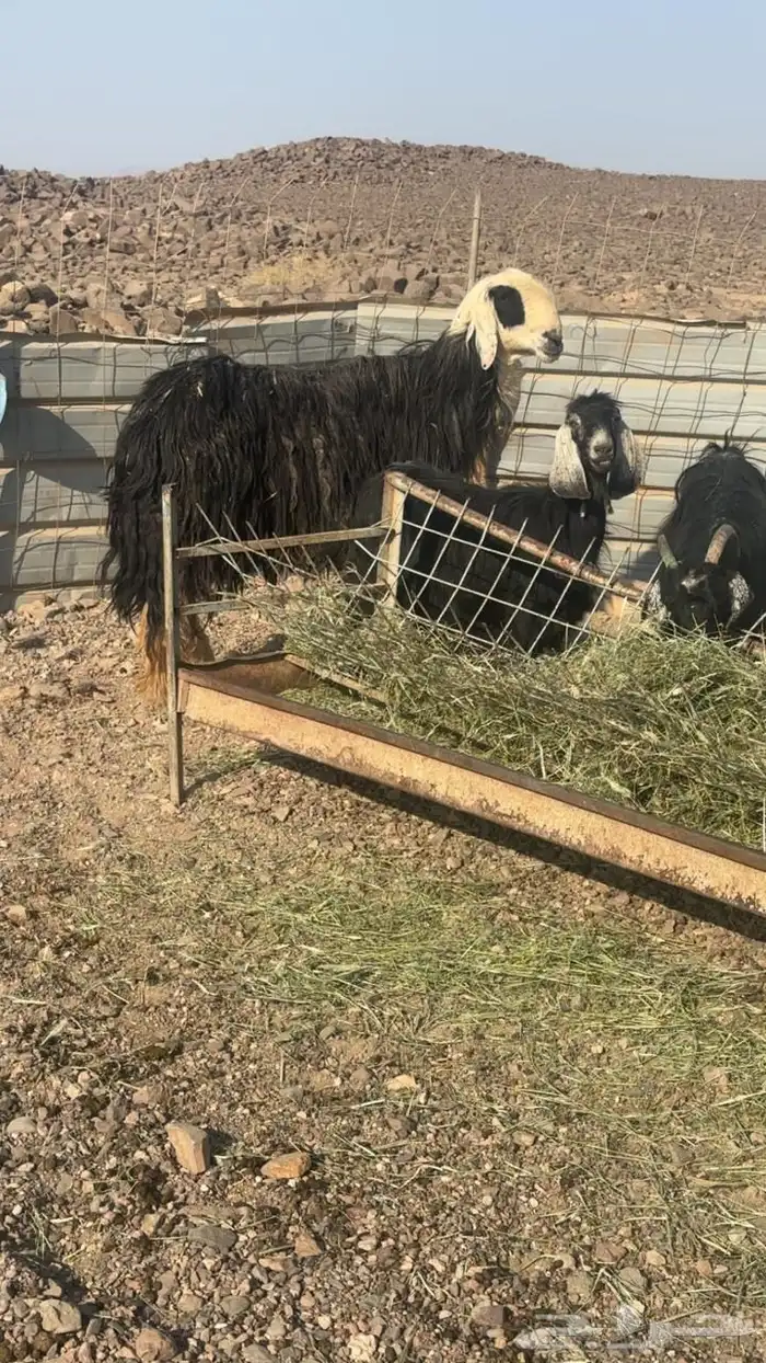 للبيع خروف فحل نجدي 2