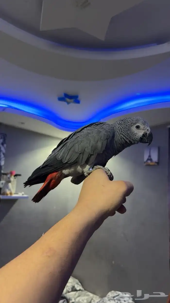 ببغاء كاسكو 0