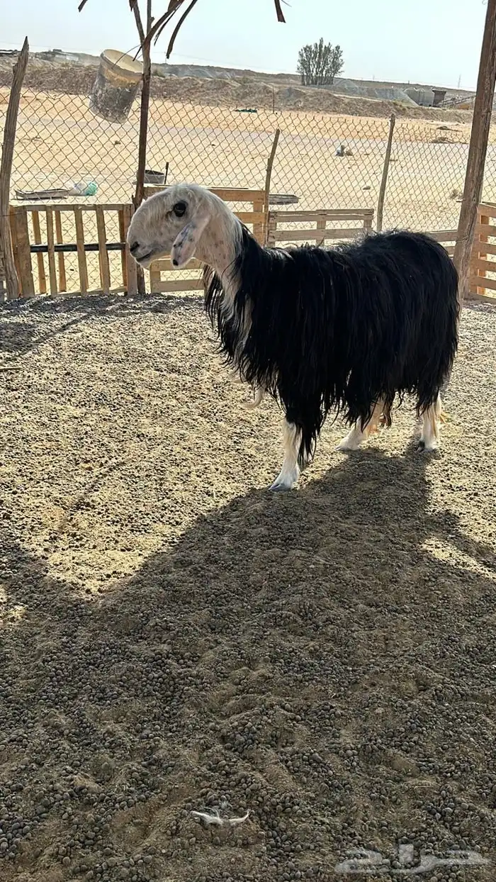 شياة دفيع للبيع 0