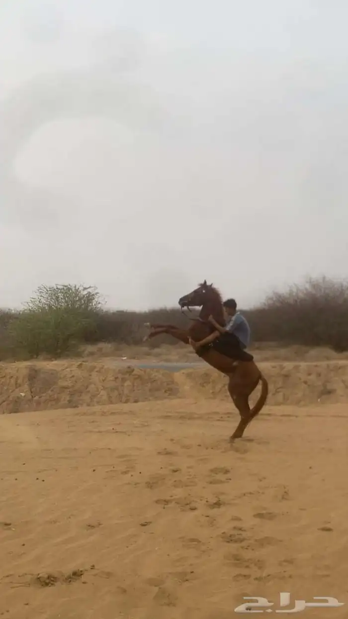 خيل شعبي 1
