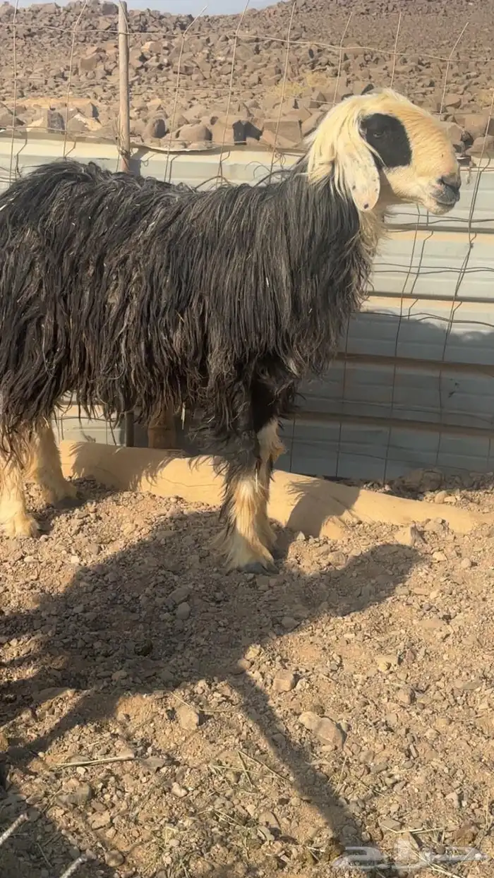 للبيع خروف فحل نجدي 1