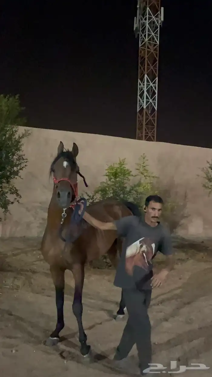 حصان عربي اصيل 2