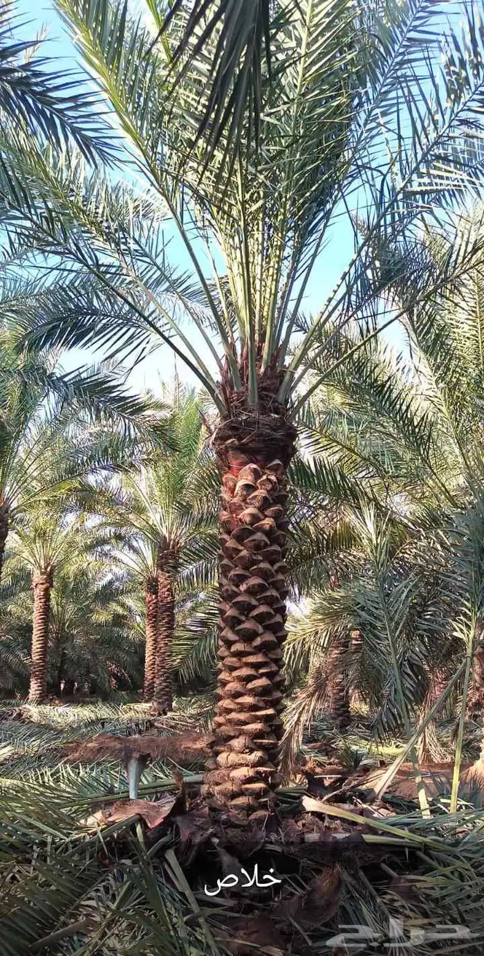 نخيل واشنطنيا للبيع 1