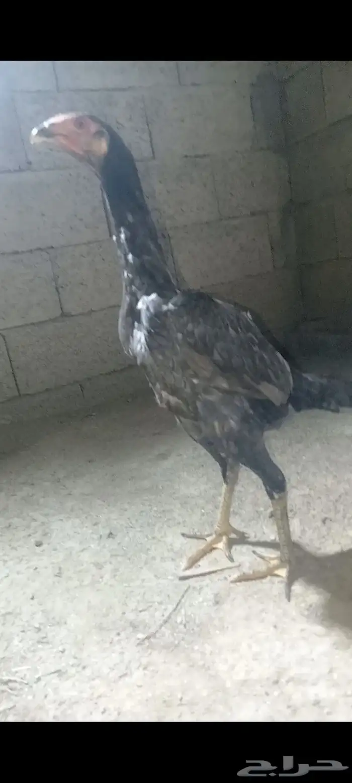 فروخ شامو ياباني فواخر 4