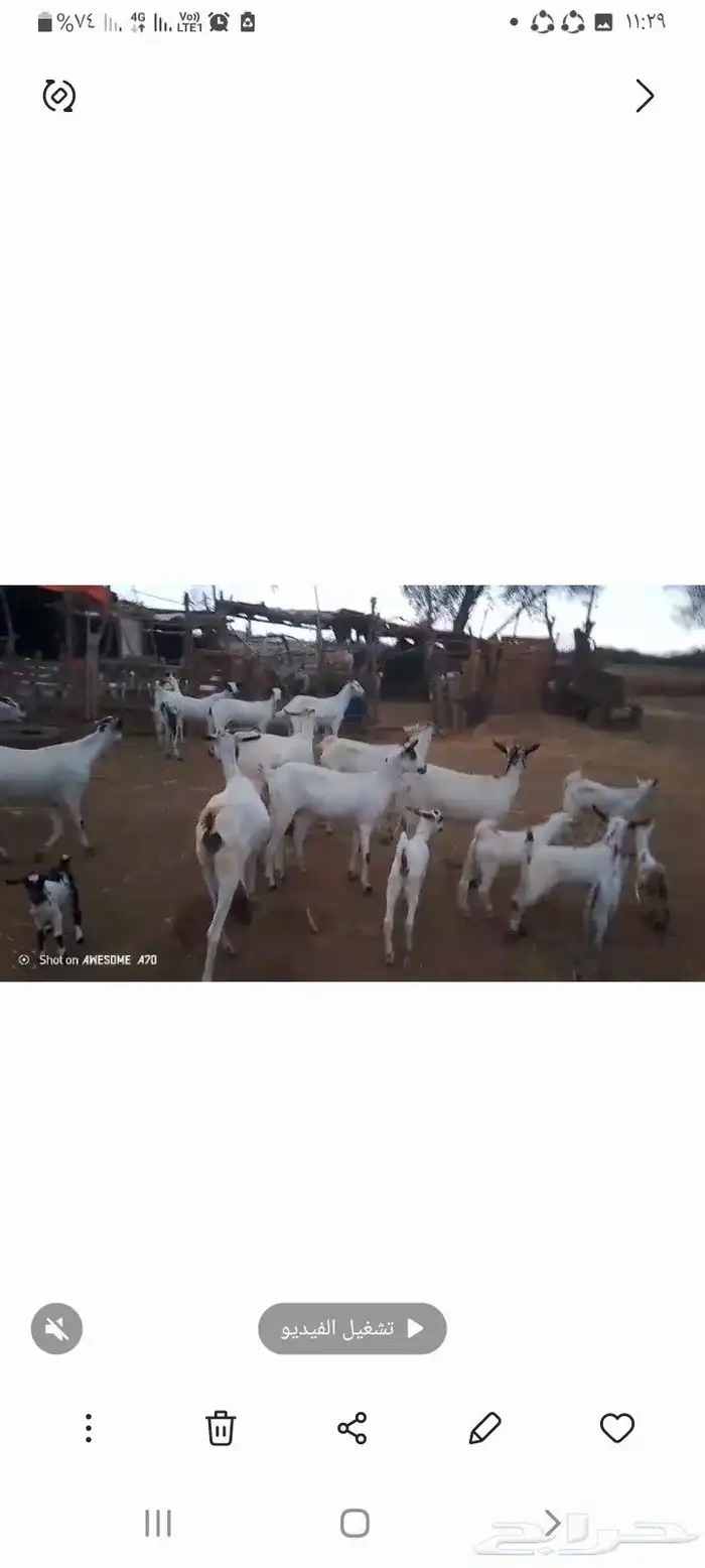 غنم مناتيج 20تحتها 21 السوم 1700 0