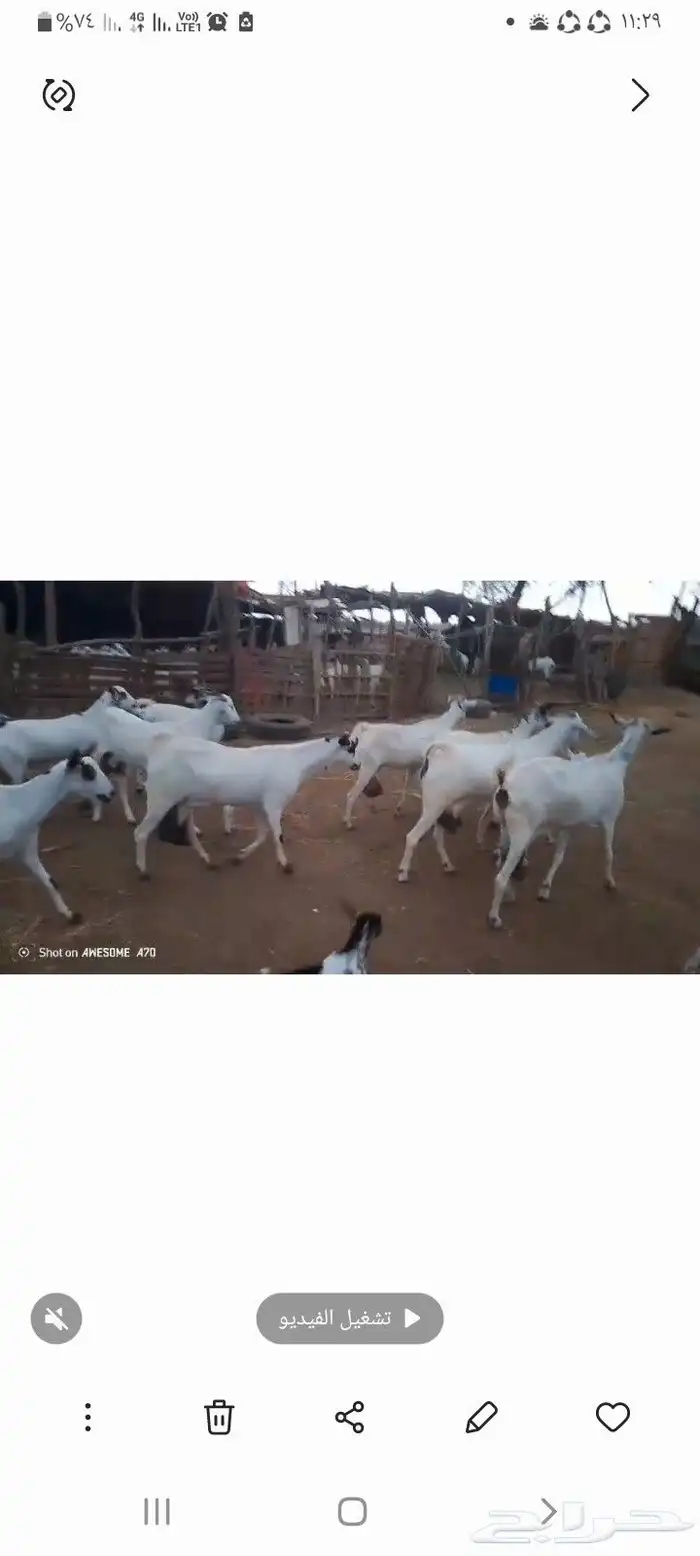 غنم مناتيج 20تحتها 21 السوم 1700 1