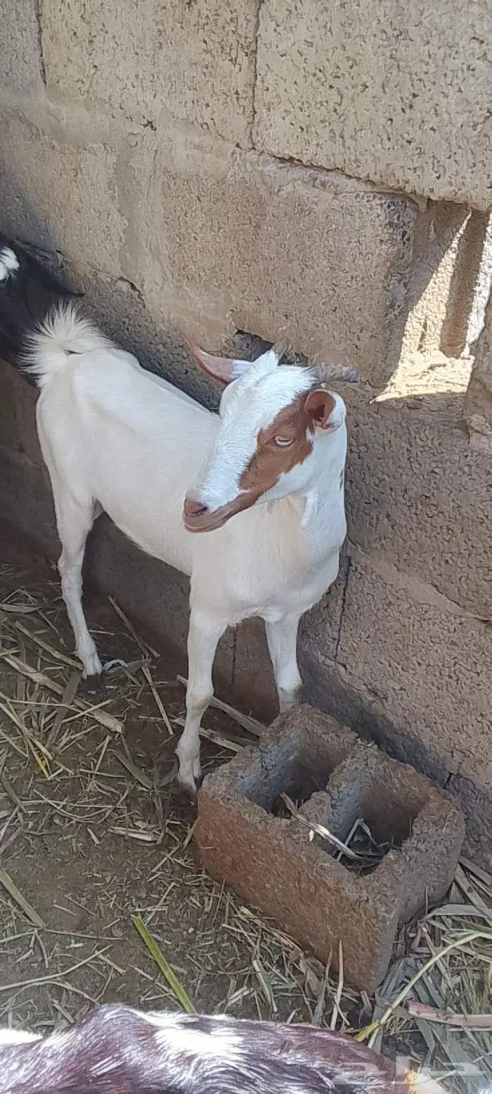 شاه منتوج بإثنين وعناق لحالها 5