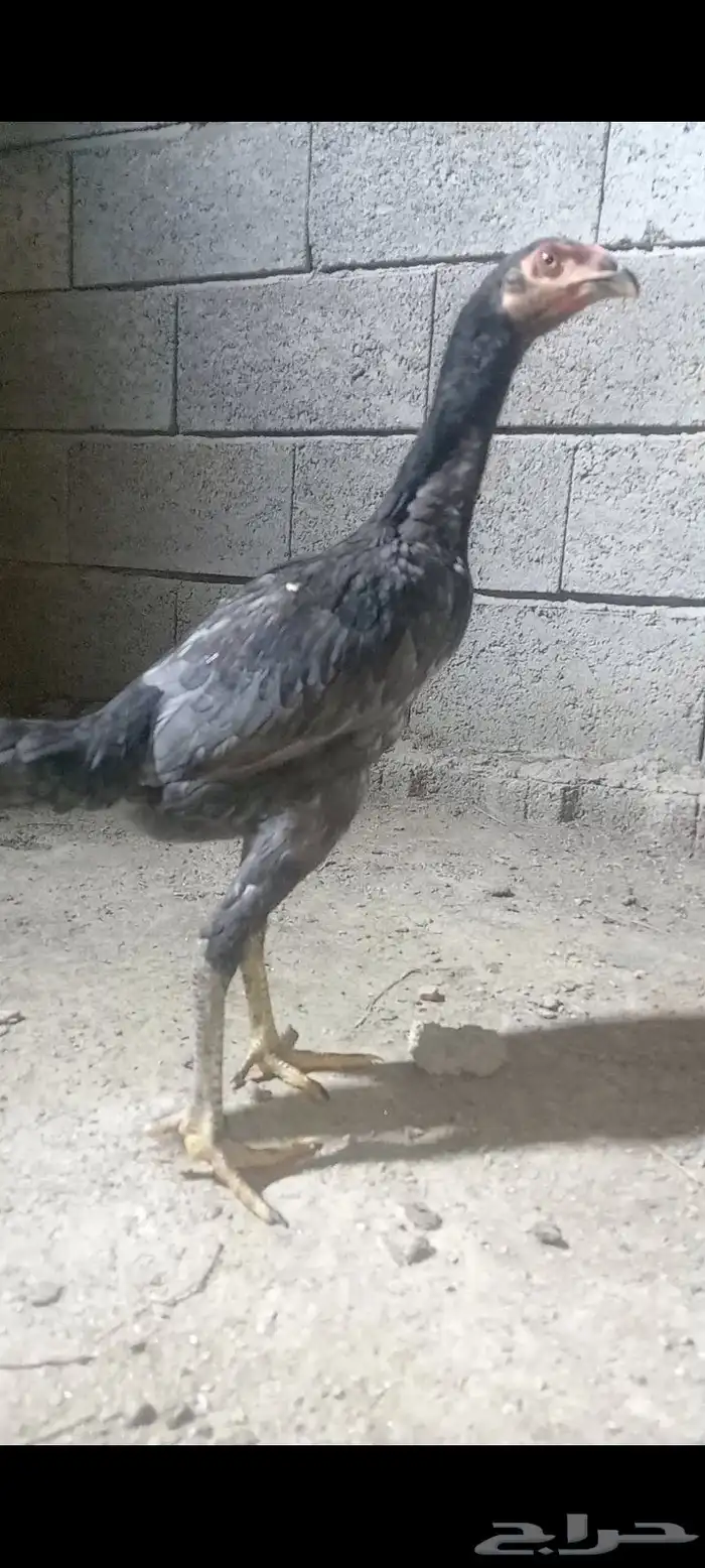 فروخ شامو ياباني فواخر 2