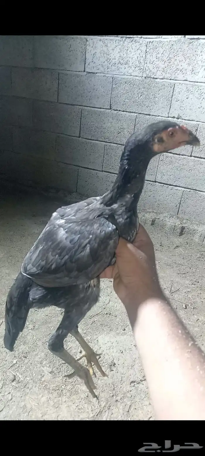 فروخ شامو ياباني فواخر 5