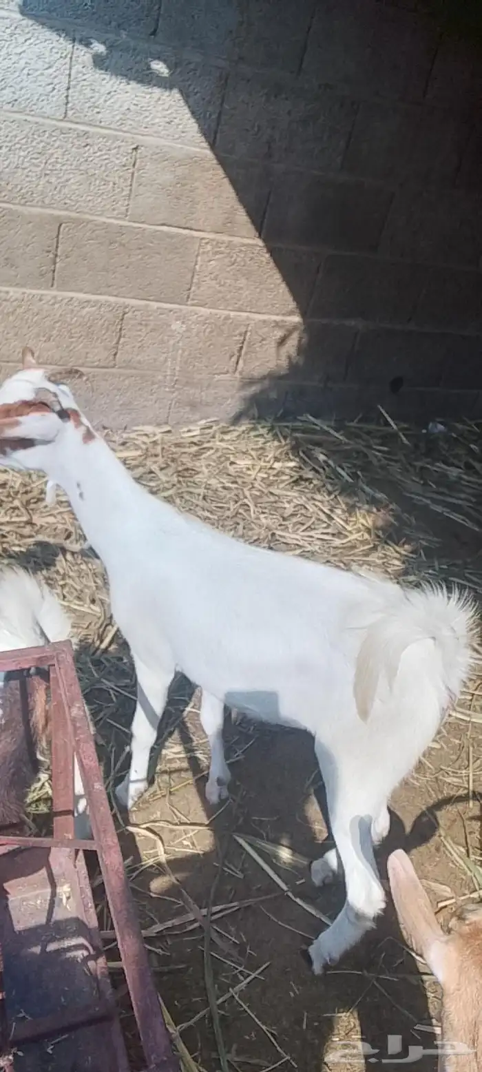 شاه منتوج بإثنين وعناق لحالها 4