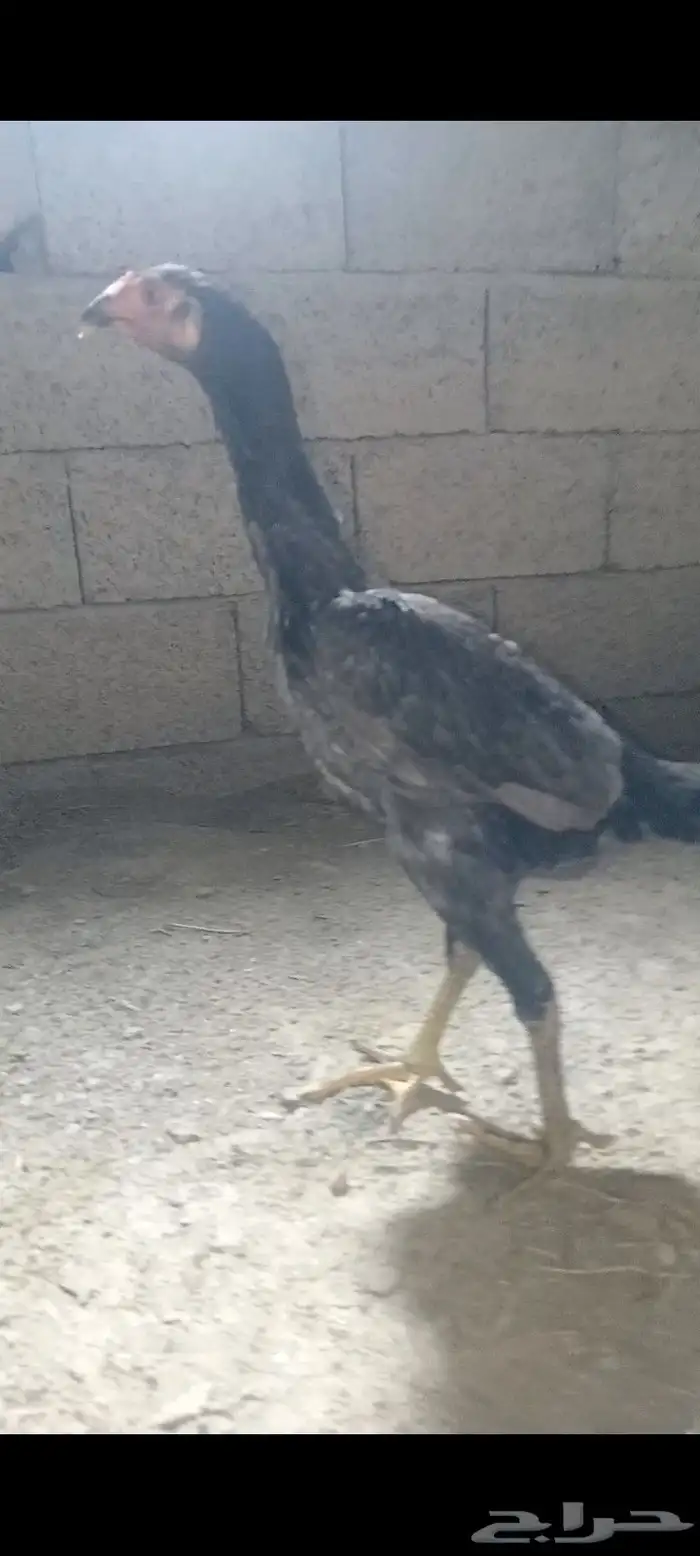 فروخ شامو ياباني فواخر 3