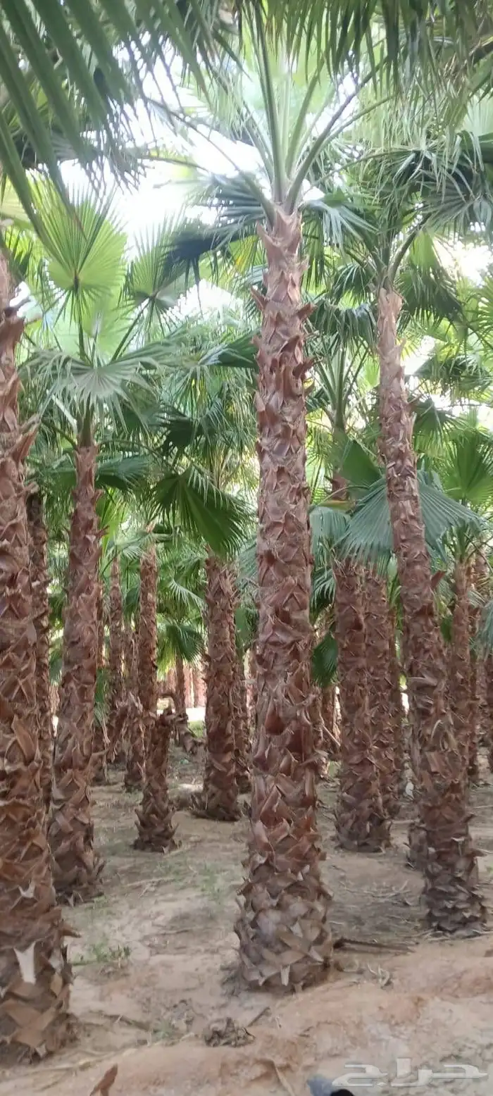 نخيل واشنطنيا للبيع 3