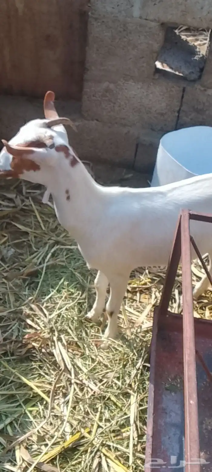 شاه منتوج بإثنين وعناق لحالها 3