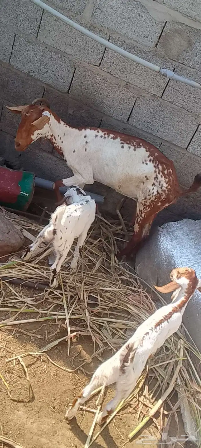 شاه منتوج بإثنين وعناق لحالها 0