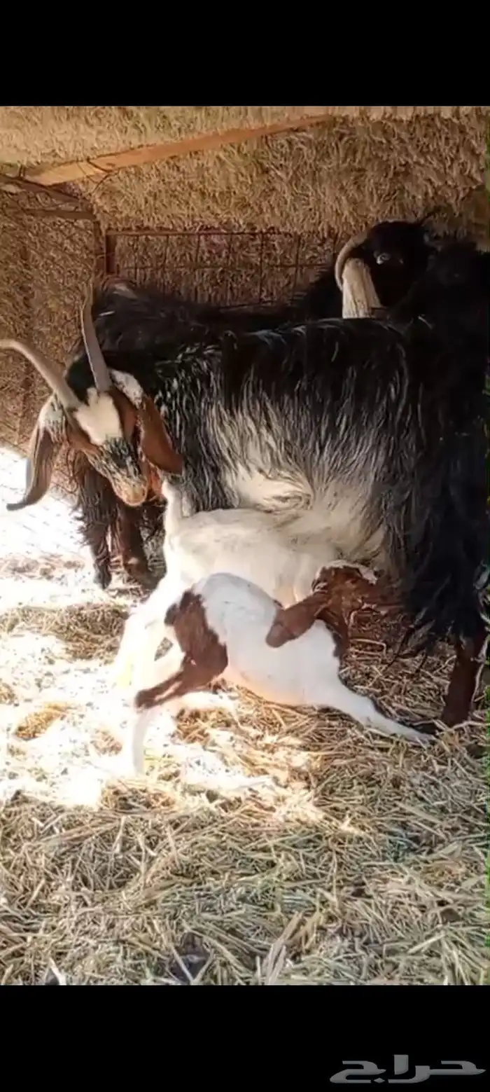 معزاء متاومه العدد 5 معها 8 ثلاث متاومه 4