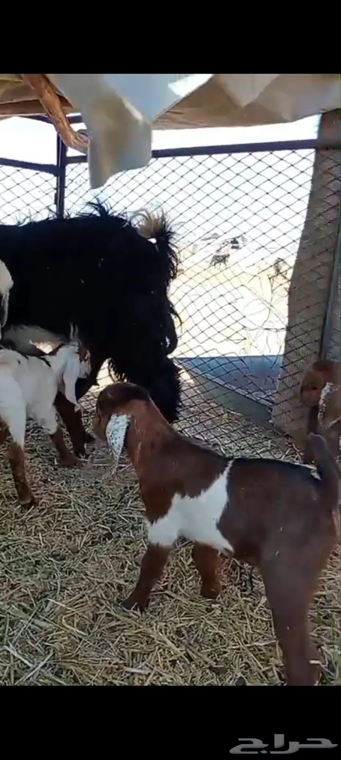 معزاء متاومه العدد 5 معها 8 ثلاث متاومه 0