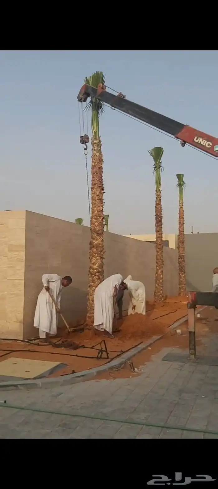 نخل للبيع الرياض القصيم 3