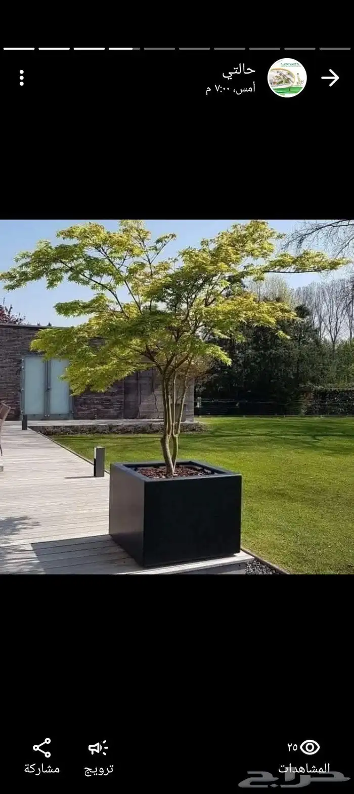 مؤسسة زهرة الخليج الزراعية -نجران -دحضة 6