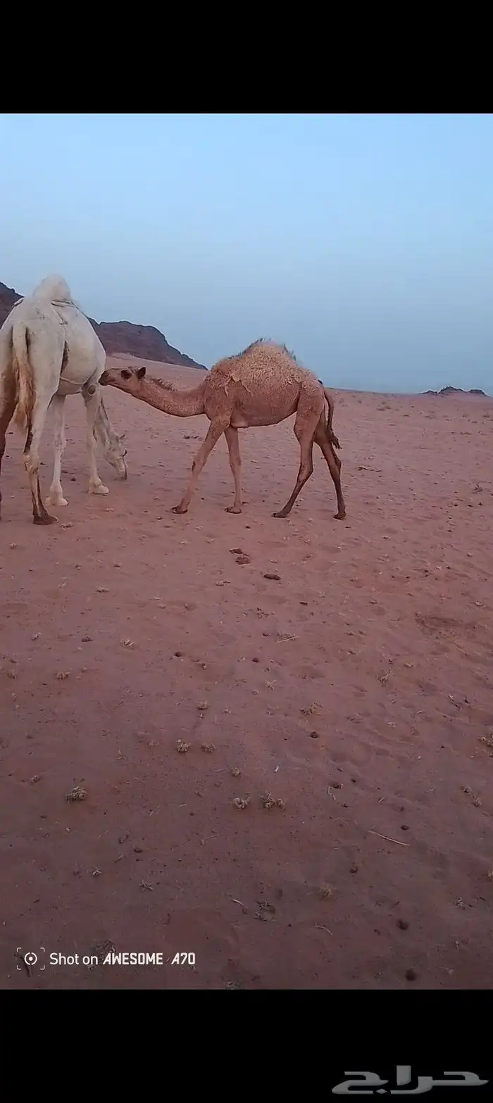 للبيع الحوراه الطيبه وسليمه من كل العيوب وعليه شروط 2