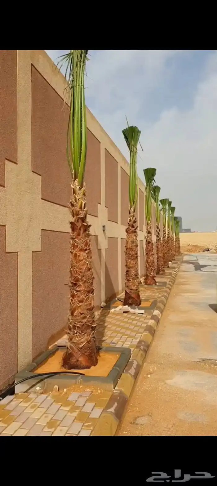 نخل للبيع الرياض القصيم 0
