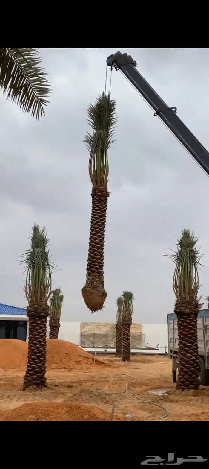 نخل للبيع الرياض القصيم 1