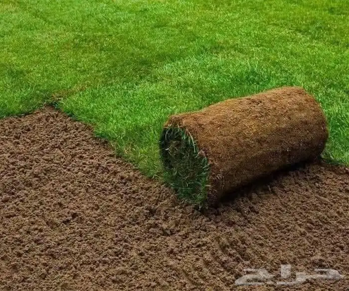 ثيل طبيعي سي2000 3