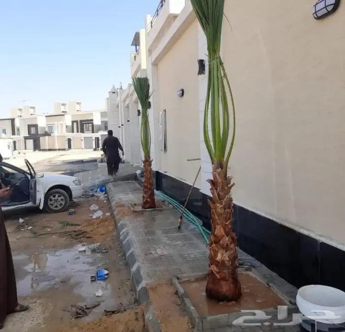 نخيل واشنطنيا للبيع 4